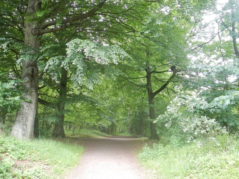 Jachtrit Hemelum — natuur in Joure